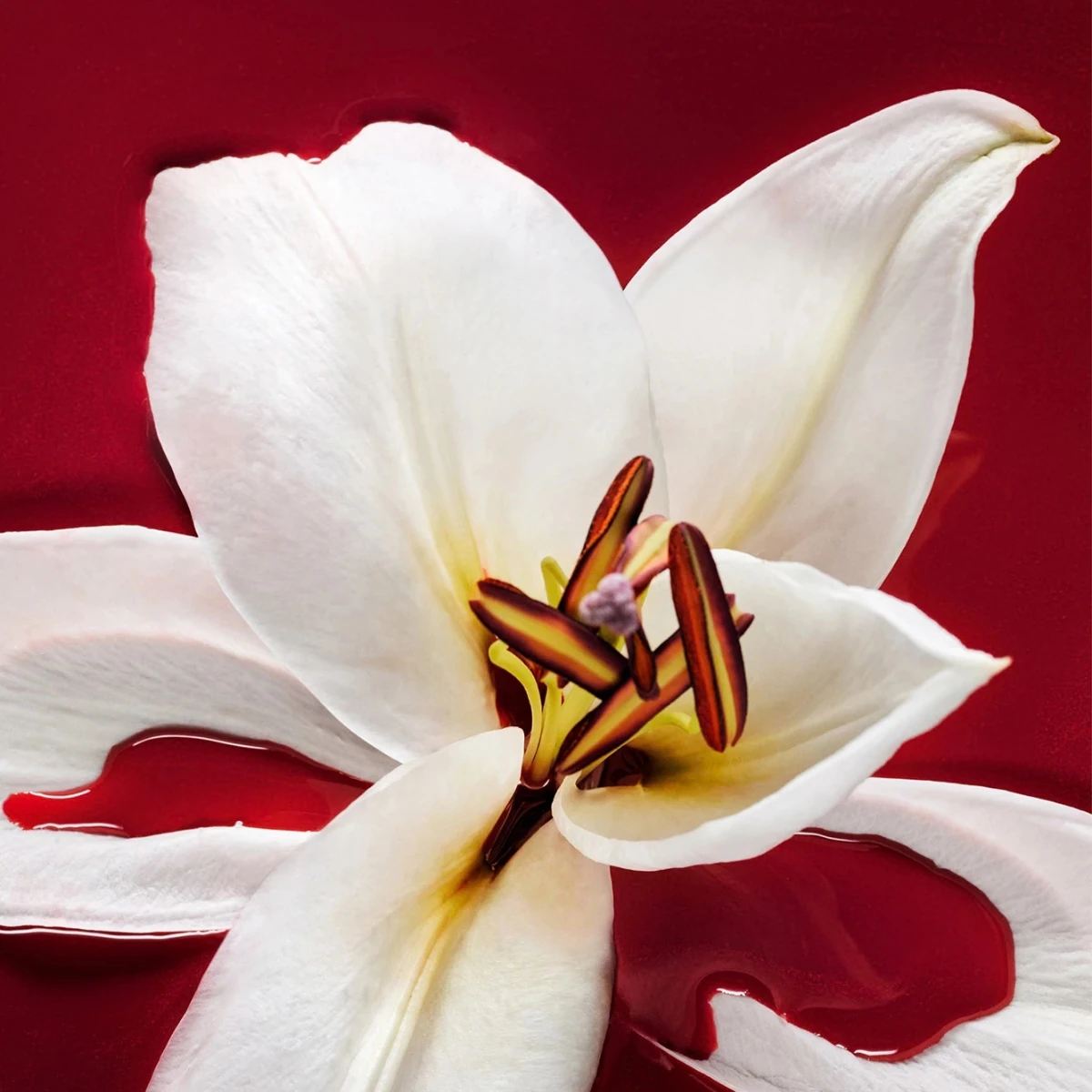 Hypnotic Poison beside a lily