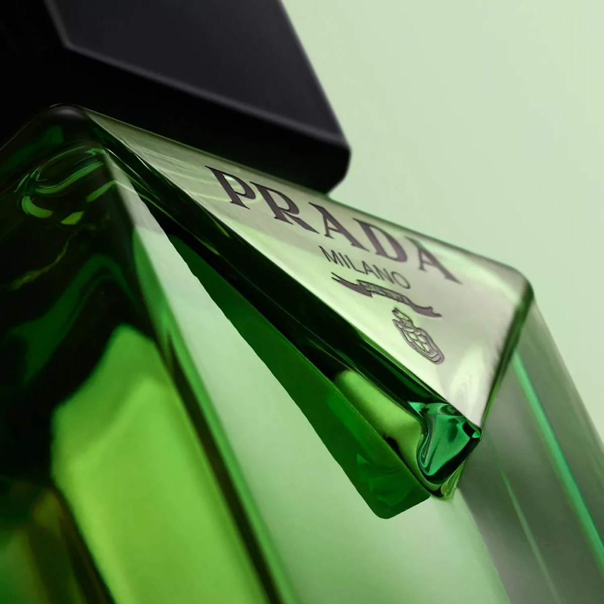 Paradigme on a green backdrop
