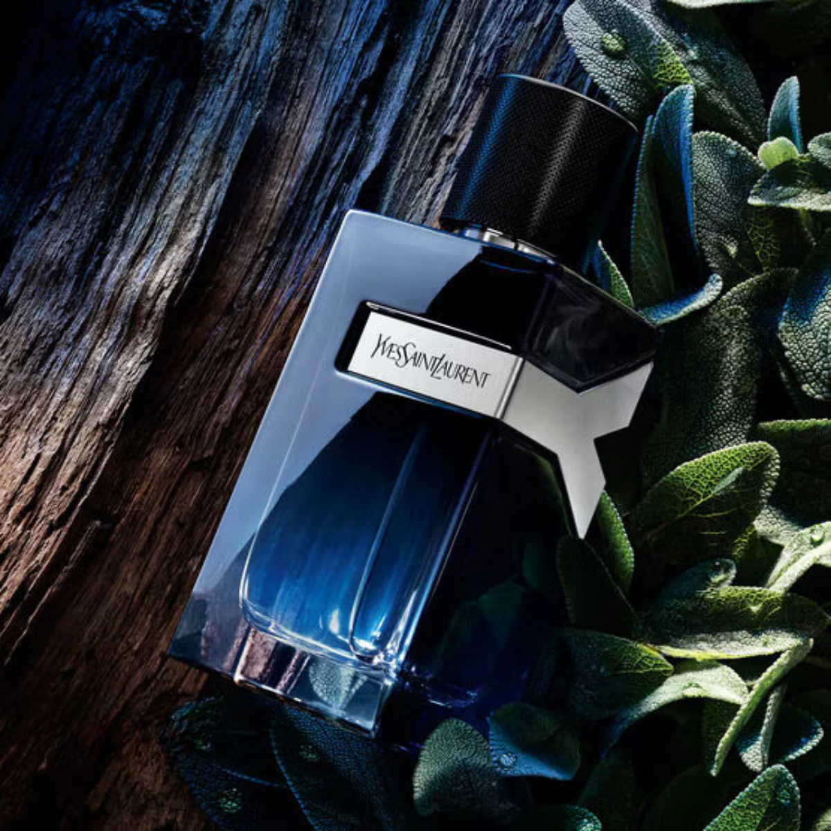 Y by Yves Saint Laurent